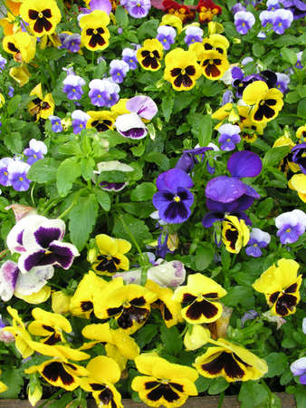 Flowersの写真素材