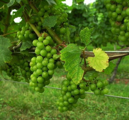Grapes on vine closeup.の写真素材