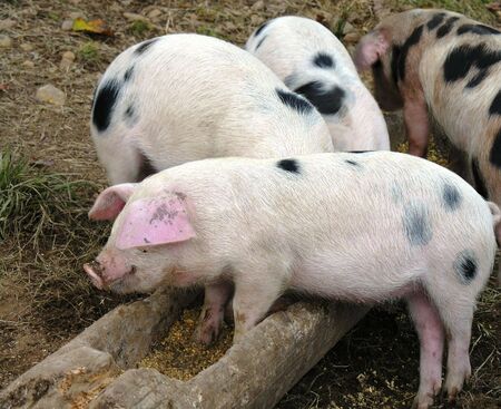 Pigs at feeding timeの写真素材