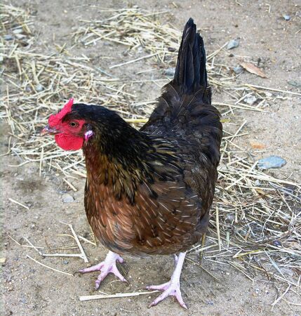Rhode Island Red chicken.の写真素材