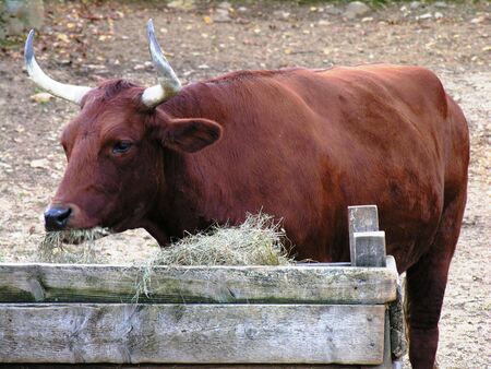 Feeding time.の写真素材
