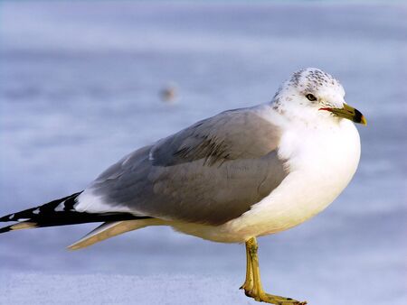 Seagull waiting for spring.の写真素材