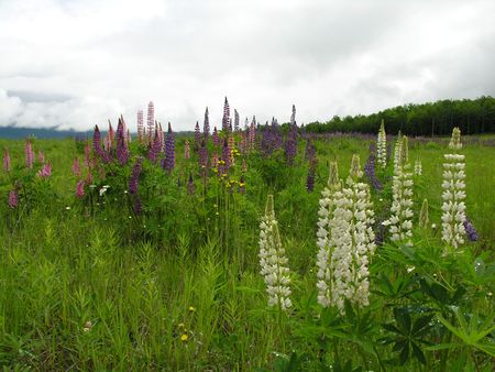 Lupine flowers in a field.の写真素材