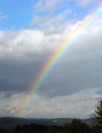 Rainbow and Evergreen tree.の写真素材