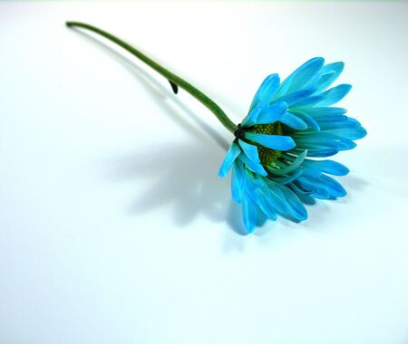 Blue flower and green stem.の写真素材