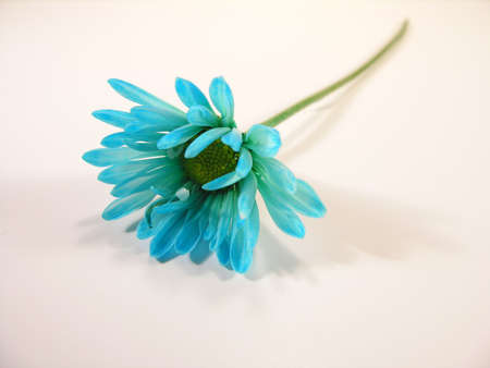 Blue flower and green stem.の写真素材