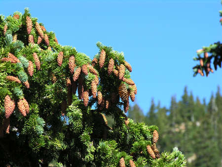 Spruce tree up close.の写真素材