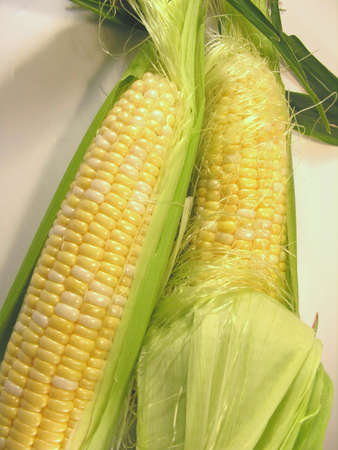 Fresh sweet corn on the cob.の写真素材
