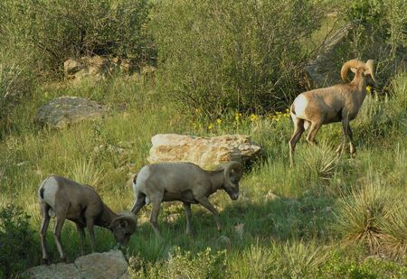 Big horn sheep in the Midwest United States.の写真素材