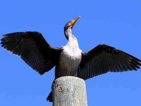 A Double Crested Cormorant with spread wings.