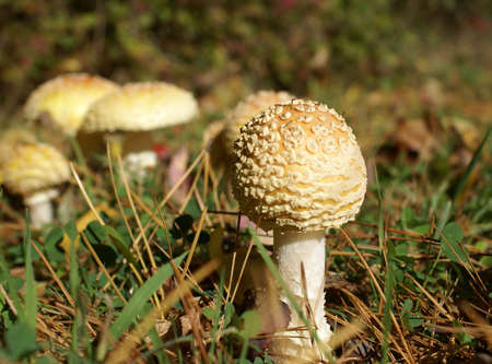Mushrooms up closeup.の写真素材
