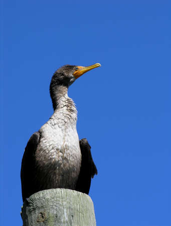 A Cormorant bird against a blue skyの写真素材