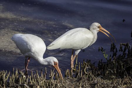 Ibis Pairの写真素材