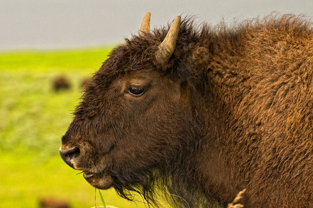 American Bison Yellowstone N.P.の写真素材