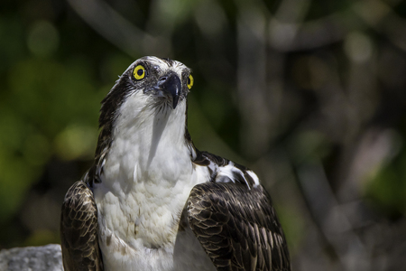 Ospreyの写真素材