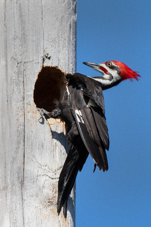 Pileated Woodpeckerの写真素材