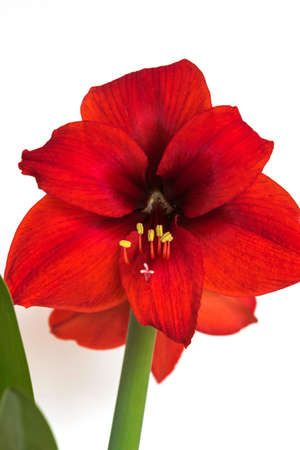 Red Amaryllis Flowerの写真素材