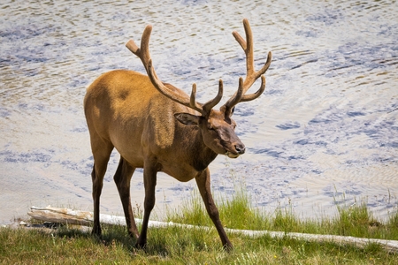 Male Elk near a lakeの写真素材