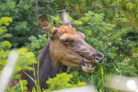 Female Elk Feedingの写真素材