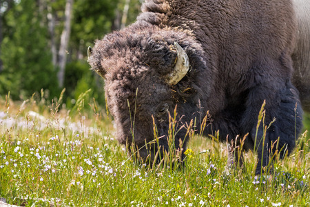 American Bison Grazingの写真素材