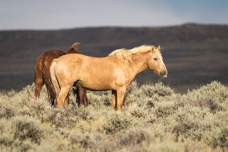 Wild Mustang Horses in Wyomingの写真素材