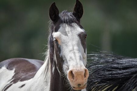 Wild Mustang Horse head and upper bodyの写真素材