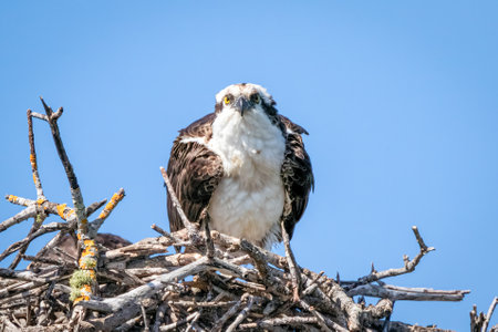 Osprey (Pandion haliaetus) on a nest in Naples, Florida