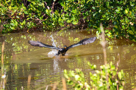 Cormorant bird flying from a pond in a mangrove on Sanibel Island Florida.