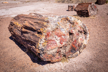 Stone in the desert of Petrified Forest National Park, Arizona, USAの写真素材