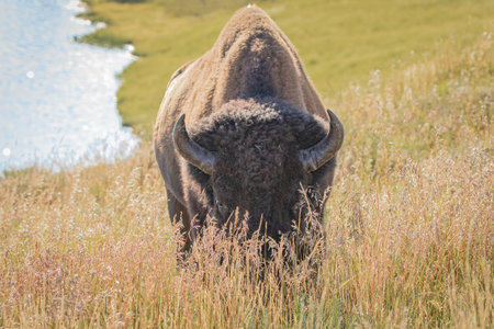 Buffalo in Yellowstone National Park in Wyoming in the United States of America