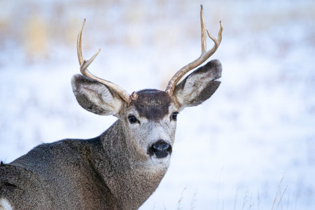 Mule Deer Buck standing in a field during the winter season.