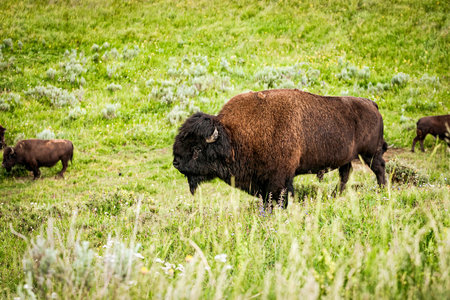 American bison (Bison bonasus) in Yellowstone National Park