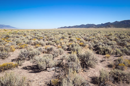 Landscape of the Nevada desert with dry grass, sagebrush and blue sky.の写真素材
