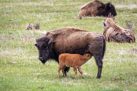 American bison with young calf. Yellowstone National Park, USA