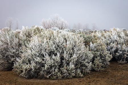 Frosted bushes in the winter forest. Frosty morning. Wyoming