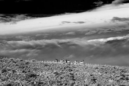 Pronghorn Antelope in the Wyoming, Black and Whiteの写真素材