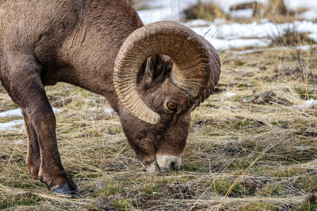 Barbary sheep (Ovis orientalis) grazing in winterの写真素材