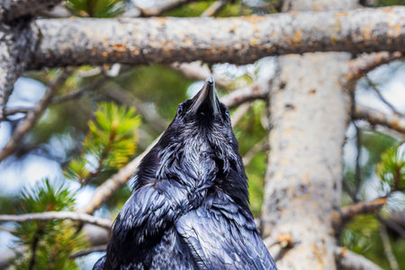 Close-up of a black raven sitting on a branch in the forestの写真素材