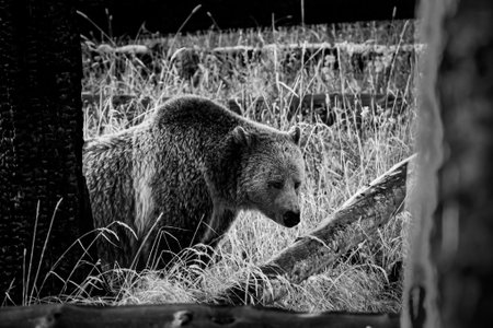 Black and white image of a brown bear in the zoo. The bear is looking for food.