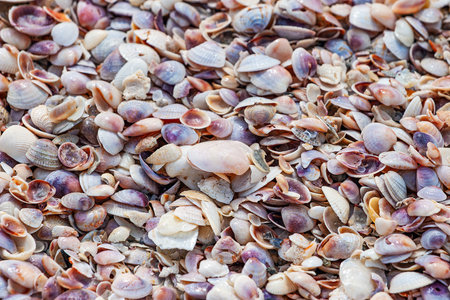 Seashells on the beach, close-up of photo Florida, USA