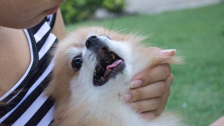 The happy a puppy is smileの写真素材