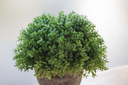 The small green tree on light backgroundの写真素材