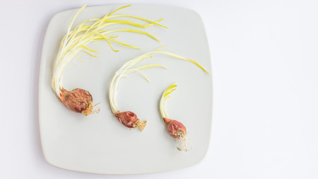 A small trees small red onion on white backgroundの写真素材