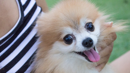 The smile of puppy faceの写真素材