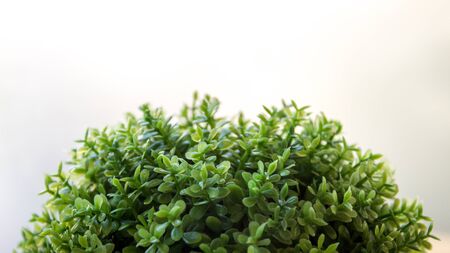 The green on white on backgroundの写真素材