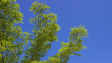 The green leaf on ksy