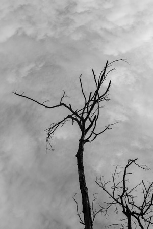 The black and whiteの写真素材