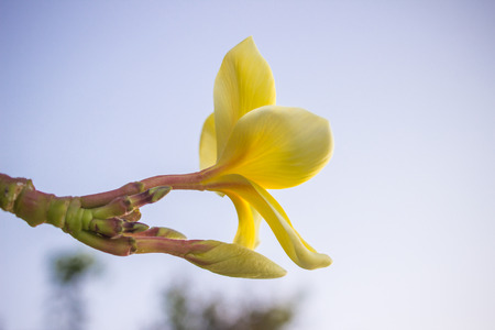 The behind of yellow white plumeria flower on white backgroundの写真素材