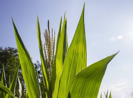 The corn top leafs on the daylightの写真素材