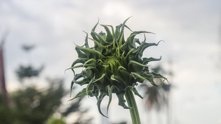 The sun flower on the daylight sky backgroundの写真素材